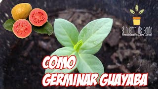 Como Germinar Semillas de Guayaba  how to germinate guava seeds [upl. by Raman]