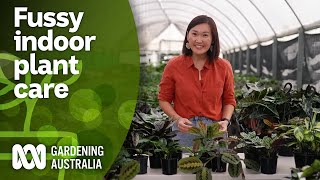 How to fix common indoor plant problems  Indoor Plants  Gardening Australia [upl. by Buchanan]