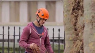 Preservation of an important plane tree in Bristol  Arborista [upl. by Lehcem]