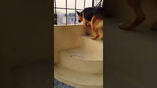 German shepherd dog barking  gsd dog barking  dog barking  puppy barking  dogs voices [upl. by Hildegard]