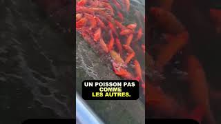 UN POISSON PAS COMME LES AUTRES  IL SORT DE LEAU POUR MANGER [upl. by Tut]