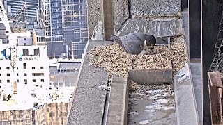 367 Collins St Falcons Dad Sits with Chicks 🐣 🐣 2 Eggs Now Squirmy Fluff Balls 🐥 2024 Oct 3 [upl. by Robinette]