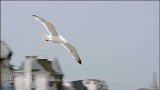 Littoral Le cri des goélands Extrait [upl. by Adnoraj]