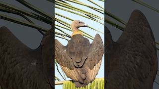 Vulture 😍👀🐓🥚🌀❤️ ❣️ birds kozhi saranfarm rarespecies salem lake vultures [upl. by Sherie]