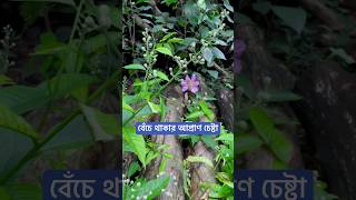 বেঁচে থাকার আপ্রাণ চেষ্টা [upl. by Inanuah]