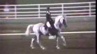 Lipizzan horse musical freestyle [upl. by Oinegue]