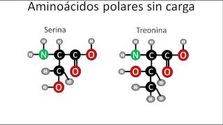 Bioquímica  Tipos de aminoácidos y su estructura [upl. by Salocin]