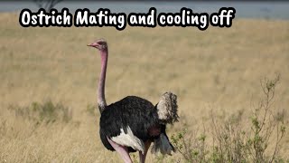 Rare footage of Ostrich Mating [upl. by Cherilyn]