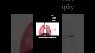 Basics of PointofCare Lung Ultrasonography Anatomy of the Lungs  NEJM [upl. by Hamaso547]