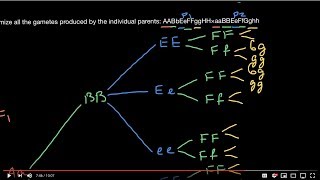 How to use forked line method in order to solve genetics problems [upl. by Eugen]