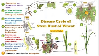 Disease cycle of Stem or Black Rust of Wheat Pycnia Aeciospores Uredia Telia Basidiospores [upl. by Nosloc821]