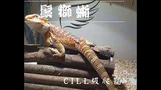 【鬆獅蜥】Part 1： 鬆獅蜥的背景資料以及有趣行為🐉 [upl. by Cherise]