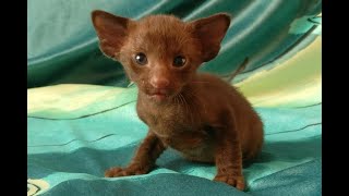 Lovely Black Oriental Shorthair Cats [upl. by Maddi]