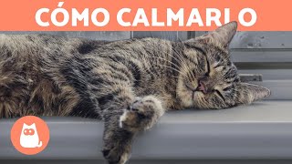 5 MANERAS de RELAJAR a un GATO 🐱 [upl. by Derna947]