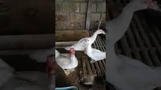 For sale chicken tatyo bibi pekin ducks Rawnsley garden resort TALAGA centro capas message po [upl. by Boyden]