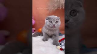 “Carmon” lilac Scottish fold male kitten [upl. by Raven862]