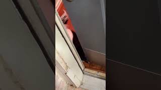 Skunk Follows Me and Pushes the Door 🦨🚪  Too Cute and Funny [upl. by Trik]