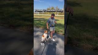 How To Train A Dog To Heel In ONLY 15 MINUTES dogtrainer offleashdog [upl. by Imogene]