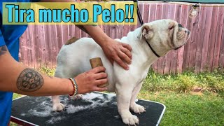 Tira mucho pelo mi BULLDOG [upl. by Leoline]