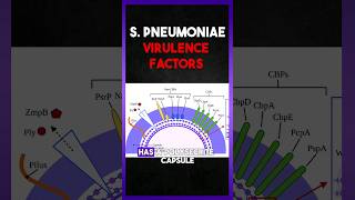 Streptococcus Pneumoniae  Virulence Factors [upl. by Adrian]