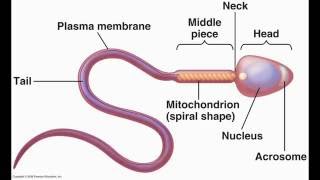 how to increase low sperm count  male infertility treatment orchitis [upl. by Elinor262]