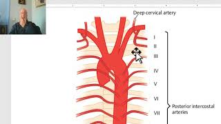 Respiratory module Intercostal arteries by DrWahdan [upl. by Wilden919]