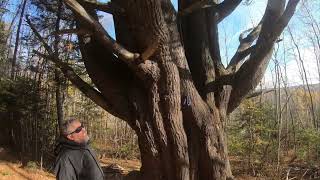 Huge Tree Near Aroostook NB Quad Trail [upl. by Anastatius46]