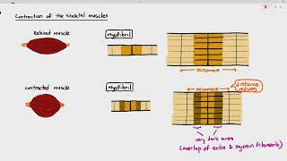 1518 Generalized Contraction of the Myofibril AHI Zone Cambridge AS A Level Biology 9700 [upl. by Saitam]