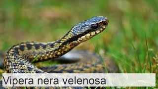 Vipera di Nikolski un serpente completamente nero e velenoso [upl. by Wolliw]