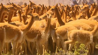 Vicuña – The Golden Fleece [upl. by Hsatan479]