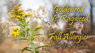 Goldenrod VS Ragweed as a Fall Allergen [upl. by Phylys]