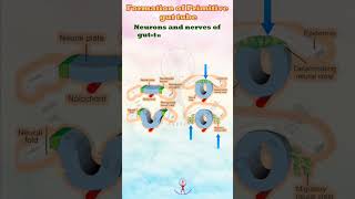 Embryonic Gut Formation and Fascination anatomy [upl. by Radford200]