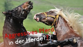 😱 5 Tipps gegen aggressives Pferd in der Herde 🐎 [upl. by Iret]