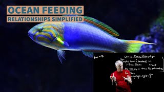 Oceanic Feeding Relationships Simplified [upl. by Sessylu]