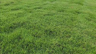 Zoysia Vs Bermuda Grass Season 3 Episode 3 [upl. by Kauppi449]