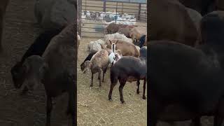 goat eid india makkah [upl. by Haceber]