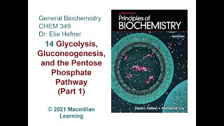 Chapter 14  Glycolysis Gluconeogenesis and the Pentose Phosphate Pathway Part 1 [upl. by Marybella661]