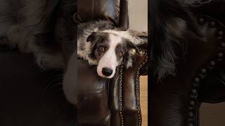 Zoeys raw reaction is priceless bordercollie [upl. by Eyot]