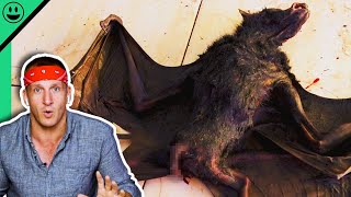 Eating GIANT Bats in Indonesia Sonny Reacts To Old Videos [upl. by Ewan]