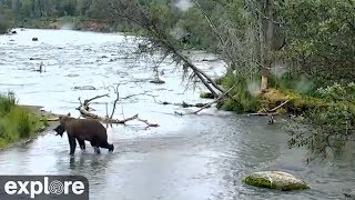 Brown Bear 503 Finds TShirt in Brooks River [upl. by Kcirddot464]