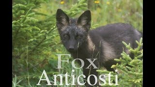 The enigmatic black fox of Anticosti Island [upl. by Sayles]