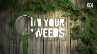 Edible weeds on Gardening Australia with Diego Bonetto [upl. by Eibba]