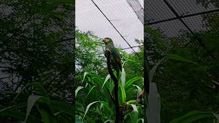 orange winged amazon parrot fun birdsound viral trending shorts [upl. by Aerised]