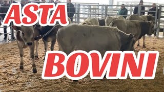 🔝🔝ASTA BOVINI NOVEMBRE CARMAGNOLA UNICA IN PIEMONTE [upl. by Bailar965]