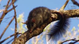 Interesting facts about Brush tailed phascogale by weird square [upl. by Ruthven297]