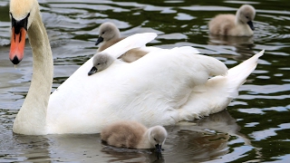 Swans nest and hatching of cygnets [upl. by Algy]