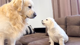 How the Golden Retriever Bailey and New Golden Retriever Mia Became Best Friends Compilation [upl. by Assiralc]