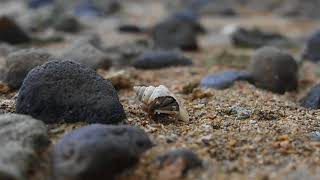 Ruggie Hermit Crab  Beqa Fiji [upl. by Anirbak732]