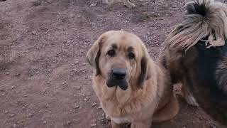 Irish Wolfhounds Faolan and Ciaran playing with Noble Bear Crimson [upl. by Yrmac366]