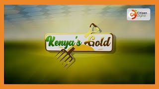 Kenyas Gold  Soilless Agriculture  Gold Chat [upl. by Berkman]